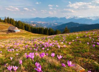 5 причин отправиться на весенний отдых в Карпаты