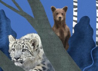 8 диких животных, которых в России можно увидеть в естественной среде