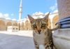 Коты в мечетях и золото на выписку: 4 особенности жизни в Турции, о которых вы не знали