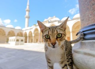 Коты в мечетях и золото на выписку: 4 особенности жизни в Турции, о которых вы не знали