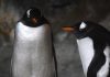 Гораздо умнее, чем кажутся: 20 фактов о тайной жизни пингвинов