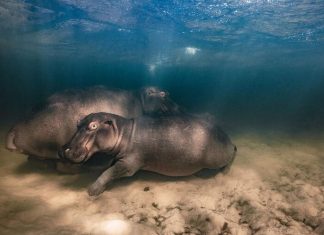 Россиянин, получивший «Оскар» в мире фотографии, рассказал про лучшие кадры