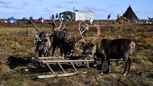 Сати Казанова: "Муж-итальянец открыл для меня Россию"
