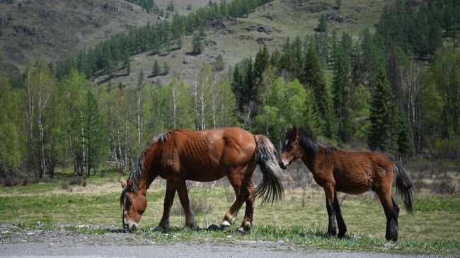 Сати Казанова: "Муж-итальянец открыл для меня Россию"