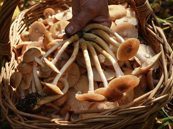 Золотая осень в России. Лучшие места для красивых и атмосферных фотографий